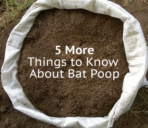 what is bat feces called|5 Thing to Know About Bat Poop .